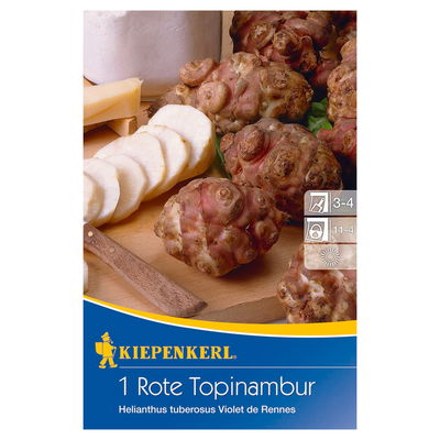 Kiepenkerl Roter Topinambur 'Violet de Rennes®' Kiepenkerl Roter Topinambur 'Violet de Rennes®'