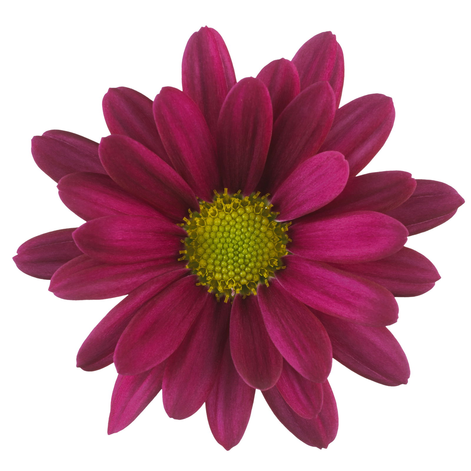 Chrysanthemen 'Swifty' lila, Topf-Ø 10,5 cm, 6er-Set