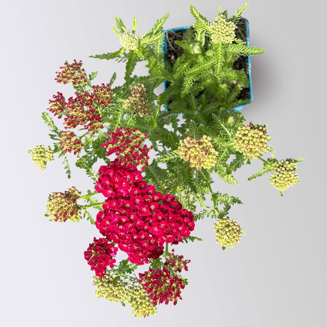 Bio Schafgarbe 'Tutti Frutti Pomegranate', rot , Topf 11x11 cm, 3 Pflanzen Bio Schafgarbe 'Tutti Frutti Pomegranate', rot , Topf 11x11 cm, 3 Pflanzen