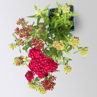 Bio Schafgarbe 'Tutti Frutti Pomegranate', rot , Topf 11x11 cm, 3 Pflanzen Bio Schafgarbe 'Tutti Frutti Pomegranate', rot , Topf 11x11 cm, 3 Pflanzen