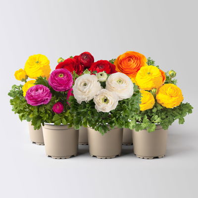 Ranunkel, Farbe zufällig, Topf-Ø 10,5 cm, 6 Pflanzen