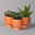 Mini-Sukkulenten im Dekotopf 'Scandic terracotta', Topf-Ø 6 cm, 3er-Set