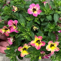 Zauberglöckchen 'Early Diva Cherry', pink-gelb, Topf-Ø 13 cm, 6 Pflanzen