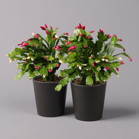 Weihnachtskaktus Duo mit Übertopf Dallas anthrazit, Topf-Ø 12 cm, 2er-Set