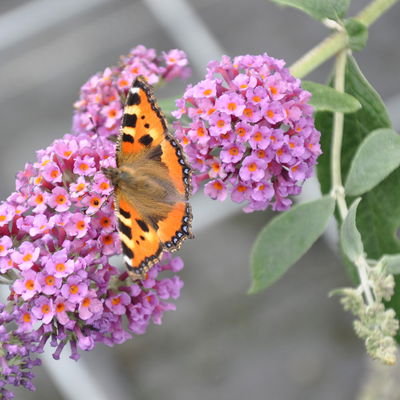 Schmetterlingsflieder 'Bicolor', blau-tieforange, Höhe ca 30-60cm, Topf 5 Liter