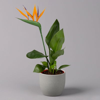 Strelitzia reginae, inkl. Kunstblüte, Topf-Ø 13 cm, Höhe ca. 40 cm, 2er-Set