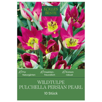 Wildtulpen Pulchella Persian Pearl, pink, 10 Blumenzwiebeln