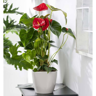 Flamingoblume 'Royal Red Champion', rot,  Topf-Ø 12 cm, Höhe ca. 35 cm Flamingoblume 'Royal Red Champion', rot,  Topf-Ø 12 cm, Höhe ca. 35 cm