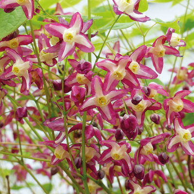 Elfenblume 'Galadriel' rot, Topf 9x9 cm, 3 Pflanzen Elfenblume 'Galadriel' rot, Topf 9x9 cm, 3 Pflanzen