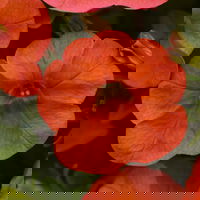 Pflanzenkreation 'Tequila Sunrise', 12 Pflanzen inkl. Erde und Dünger