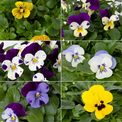 Bio Hornveilchen, Farben zufällig, Topf-Ø 12cm, 6 Pflanzen Bio Hornveilchen, Farben zufällig, Topf-Ø 12cm, 6 Pflanzen