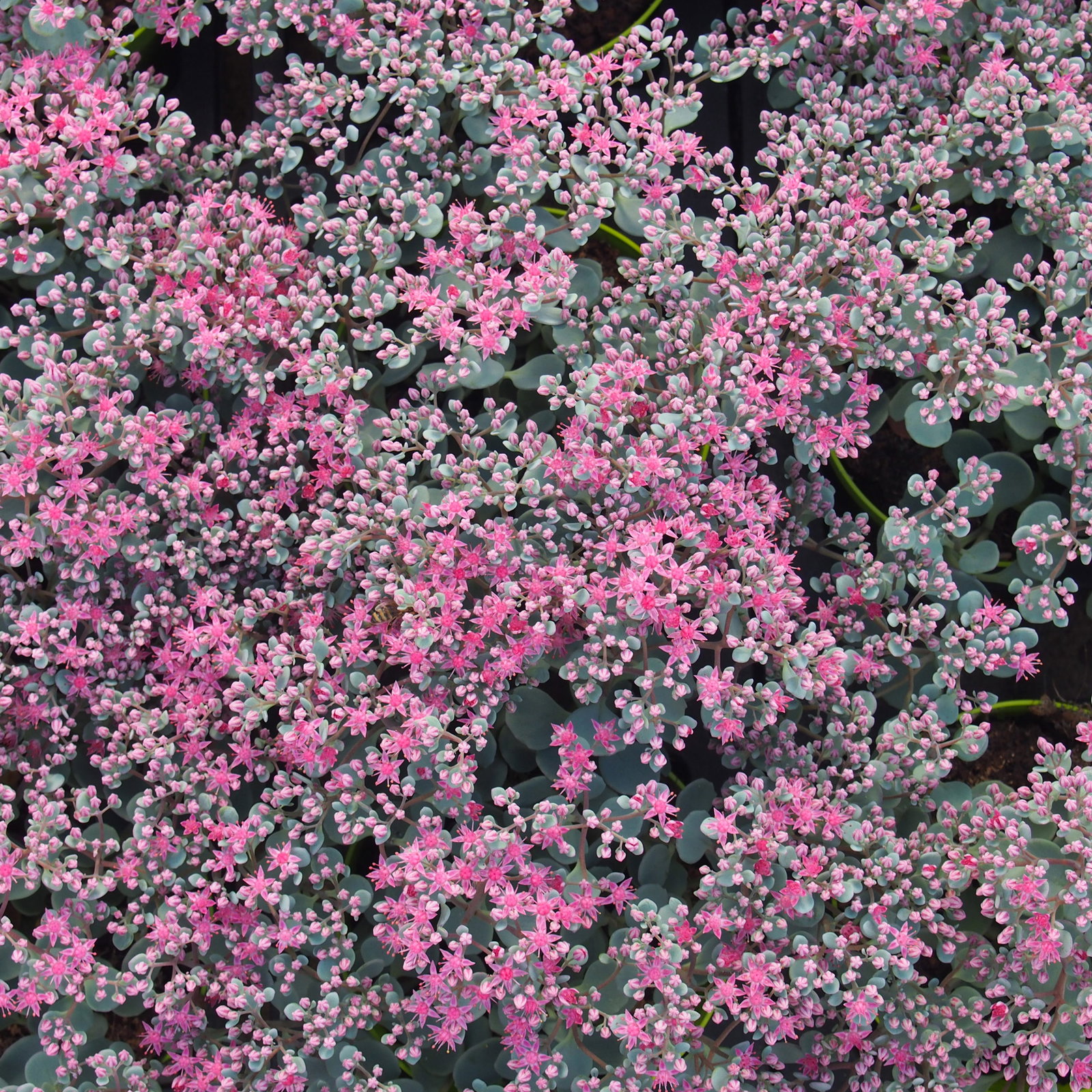 Sedum cauticolum 'Robustum' karminrot, Topf 9x9 cm, 3 Pflanzen Sedum cauticolum 'Robustum' karminrot, Topf 9x9 cm, 3 Pflanzen