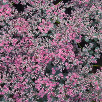 Sedum cauticolum 'Robustum' karminrot, Topf 9x9 cm, 3 Pflanzen Sedum cauticolum 'Robustum' karminrot, Topf 9x9 cm, 3 Pflanzen