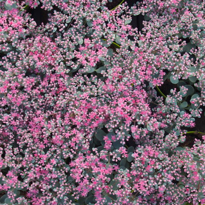 Sedum cauticolum 'Robustum' karminrot, Topf 9x9 cm, 3 Pflanzen Sedum cauticolum 'Robustum' karminrot, Topf 9x9 cm, 3 Pflanzen