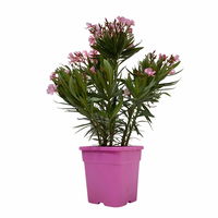 Oleander Farbe zufällig, Busch, Topf-Ø 19 cm, Höhe ca. 50 cm