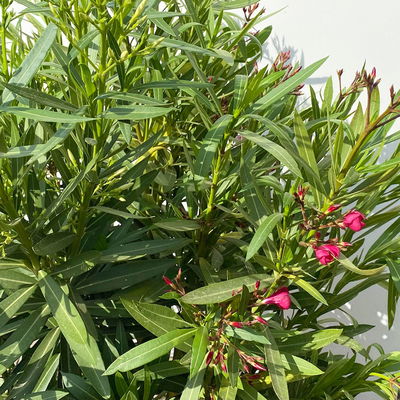 Oleander 'Trio' mehrfarbig, Topf-Ø 40cm, Höhe ca. 120 cm