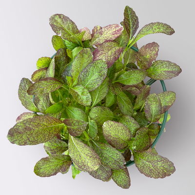 Kölle Bio Asia-Salat 'Garnet Giant', Topf-Ø 12 cm Kölle Bio Asia-Salat 'Garnet Giant', Topf-Ø 12 cm