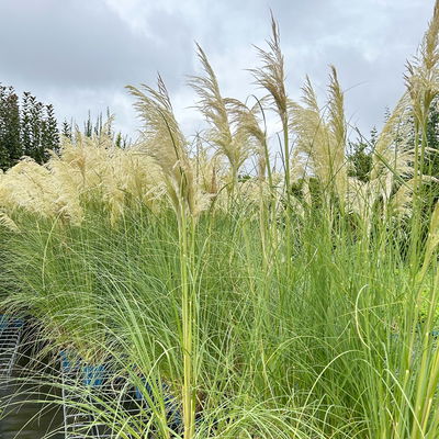 Bio Pampasgras 'Sunnigdale Silver' silber-weiß, Topf 5 Liter