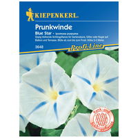 Blumensamen, Prunkwinde 'Blue Star', blau