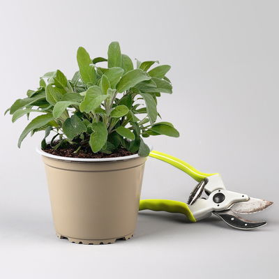 Sunny Herbs® Salbei kleinblättrig, violettblau, Topf-Ø 14cm, 4 Pflanzen