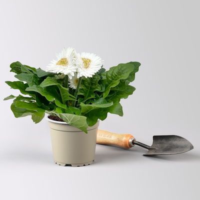 Gerbera, Farbmix zufällig, Topf-Ø 12 cm, 6 Pflanzen