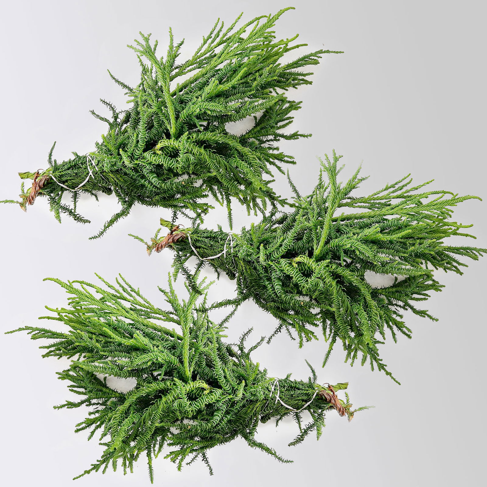 Sicheltanne 'Rasen Sugi' im Handbund, 3 Bund