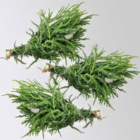 Sicheltanne 'Rasen Sugi' im Handbund, 3 Bund