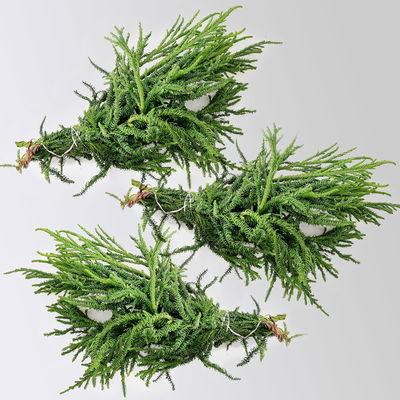 Sicheltanne 'Rasen Sugi' im Handbund, 3 Bund