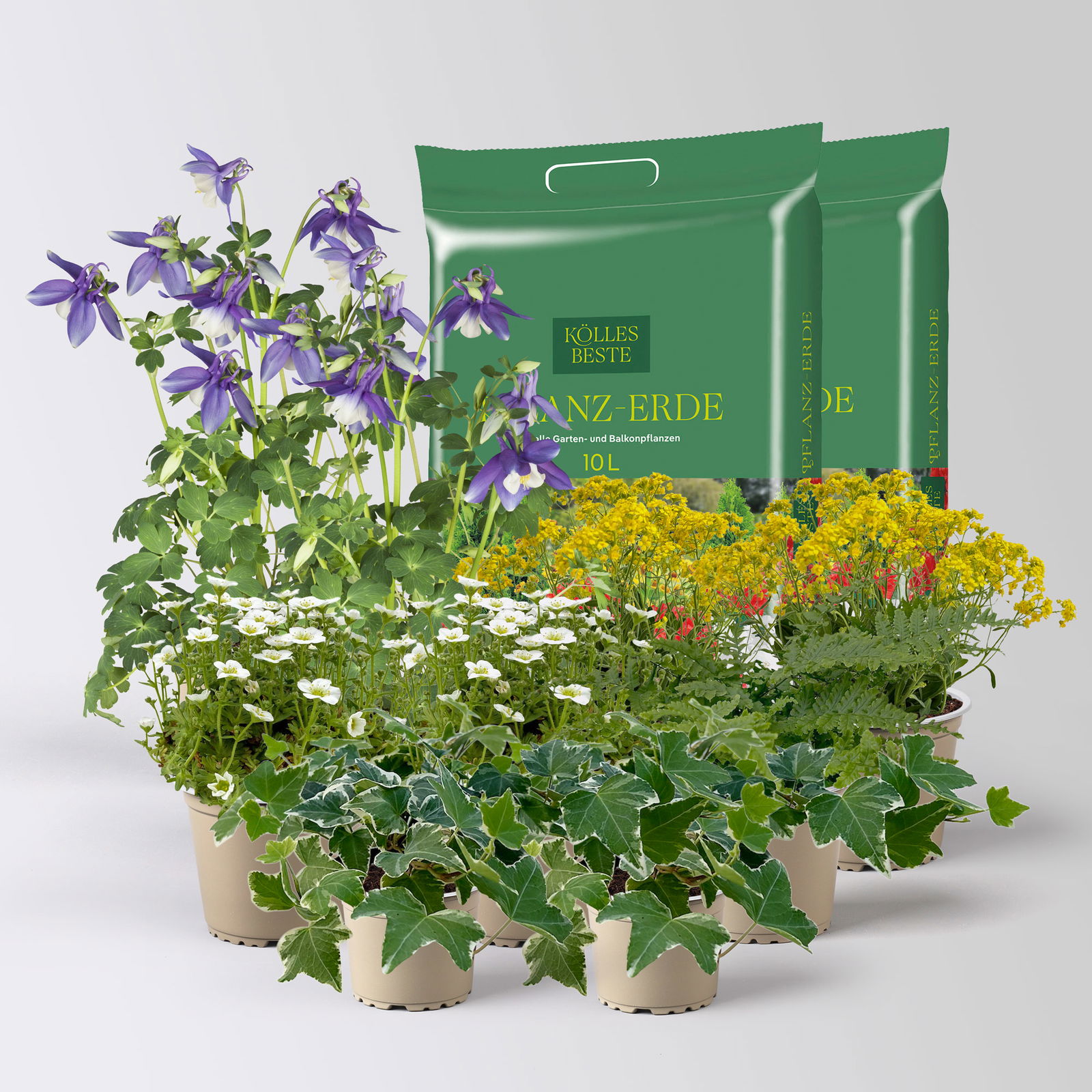 Pflanzenkreation Frühlingsmagie, 9 Pflanzen inkl. Erde Pflanzenkreation Frühlingsmagie, 9 Pflanzen inkl. Erde