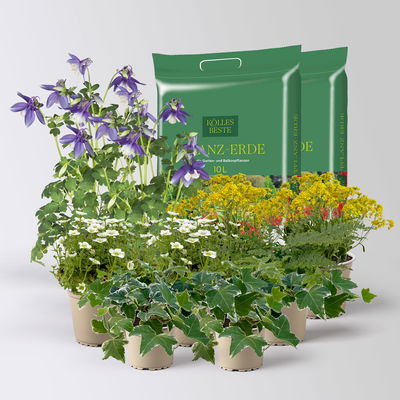 Pflanzenkreation Frühlingsmagie, 9 Pflanzen inkl. Erde Pflanzenkreation Frühlingsmagie, 9 Pflanzen inkl. Erde