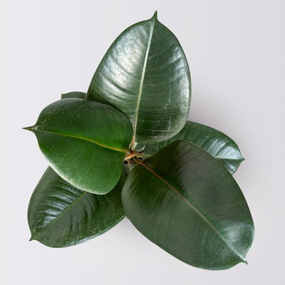 Gummibaum 'Robusta' in Topf Dallas, weiß Topf-Ø 12cm, Höhe ca. 40-45 cm, 3er-Set Gummibaum 'Robusta' in Topf Dallas, weiß Topf-Ø 12cm, Höhe ca. 40-45 cm, 3er-Set