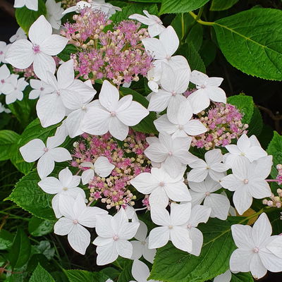 Tellerhortensie 'Lanarth White'®, Höhe 30-40 cm, Topf 5 Liter, 3er-Set Tellerhortensie 'Lanarth White'®, Höhe 30-40 cm, Topf 5 Liter, 3er-Set