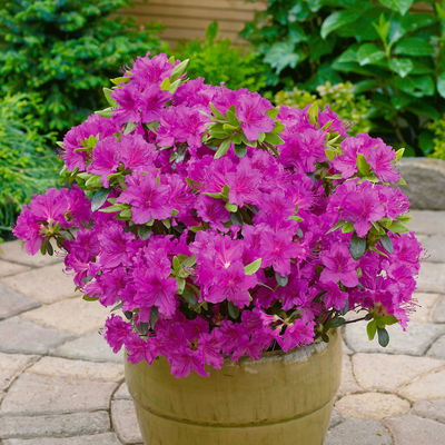 Japanische Azalee, Höhe 15-20 cm, Topf 2 Liter, 10er-Set Japanische Azalee, Höhe 15-20 cm, Topf 2 Liter, 10er-Set