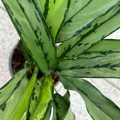 Aglaonema 'Cutlass', mit Übertopf Dallas weiß, Topf-Ø 12 cm Aglaonema 'Cutlass', mit Übertopf Dallas weiß, Topf-Ø 12 cm