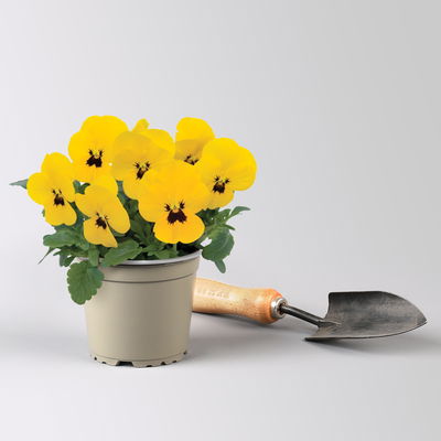 Grabbepflanzung Frühling bunt, 12 Pflanzen Grabbepflanzung Frühling bunt, 12 Pflanzen