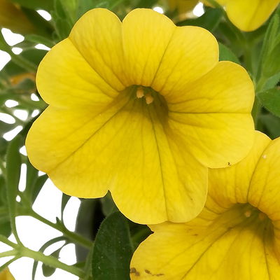 Zauberglöckchen, gelb, Topf-Ø 12 cm, 6 Pflanzen