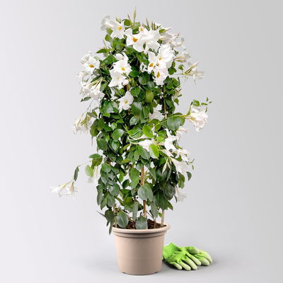 Dipladenie, weiß, Doppelbogen, Topf-Ø 21 cm, Höhe ca. 90 cm Dipladenie, weiß, Doppelbogen, Topf-Ø 21 cm, Höhe ca. 90 cm