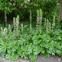 Acanthus mollis, weiß, Topf 11x11 cm, 3 Stück