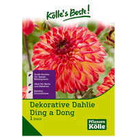 Dahlie 'Ding-a-Dong', orange, 1 Blumenknolle