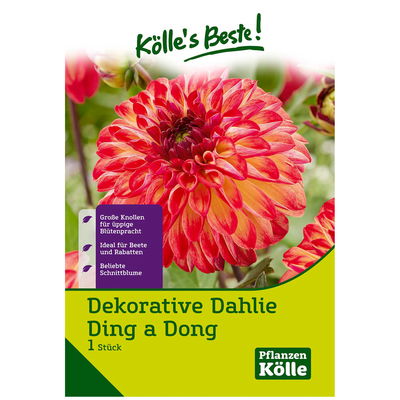 Dahlie 'Ding-a-Dong', orange, 1 Blumenknolle