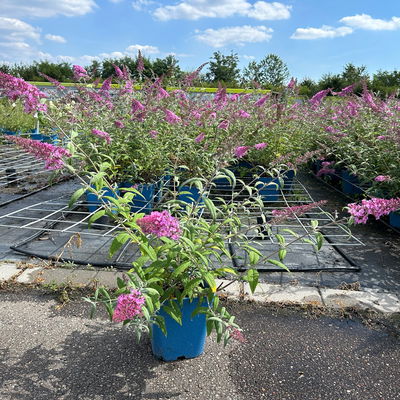 Sommerflieder, Buddleja davidii 'Pink Delight', rosa, Topf 5 lt.
