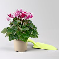 Alpenveilchen 'Exclisive®Odora'lila-weiß, duftend,, Topf-Ø 10,5 cm, 3 Stück