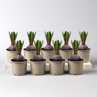 Hyazinthe, blau, vorgetrieben, Topf-Ø 9 cm, 9 Pflanzen Hyazinthe, blau, vorgetrieben, Topf-Ø 9 cm, 9 Pflanzen