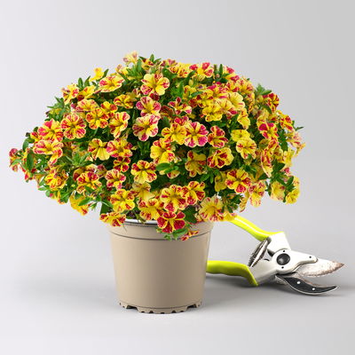 Zauberglöckchen 'Lemon Cherry' rot- gelb, Topf-Ø 13 cm, 6 Pflanzen