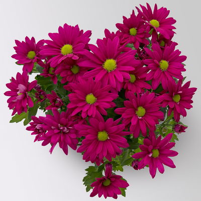 Chrysanthemen 'Swifty', lila, Topf-Ø 10,5 cm, 6 Pflanzen Chrysanthemen 'Swifty', lila, Topf-Ø 10,5 cm, 6 Pflanzen