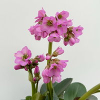 Bio Bergenie 'Abendkristall' rosa, Topf-Ø 12 cm, 3 Pflanzen Bio Bergenie 'Abendkristall' rosa, Topf-Ø 12 cm, 3 Pflanzen