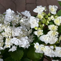 Tellerhortensie Hydrangea macrophylla 'Wedding Gown'®, weiß, Topf 23cm Ø Tellerhortensie Hydrangea macrophylla 'Wedding Gown'®, weiß, Topf 23cm Ø