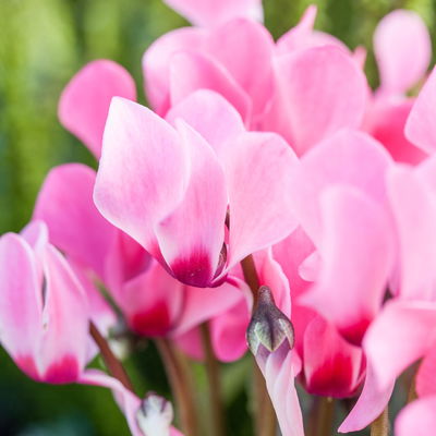 Alpenveilchen 'Outland', rosa/weiß, Topf-Ø 10,5 cm, 6 Pflanzen Alpenveilchen 'Outland', rosa/weiß, Topf-Ø 10,5 cm, 6 Pflanzen