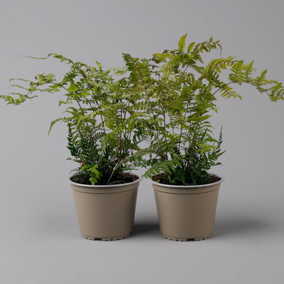 Rotschleierfarn, Topf-Ø 17 cm, 2er-Set Rotschleierfarn, Topf-Ø 17 cm, 2er-Set