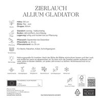 Kölles Beste Allium 'Gladiator' lila, 5 Blumenzwiebeln